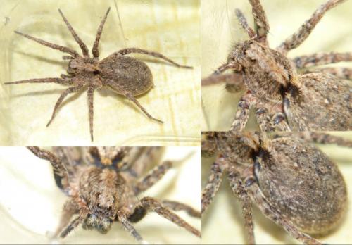 Alopecosa albofasciata
